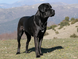 Cane Corso Italiano