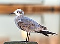 Image 45First winter laughing gull in Riverhead, New York