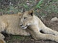 Lions at Bannerghatta National Park