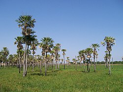 Palme v mestu Resistencia