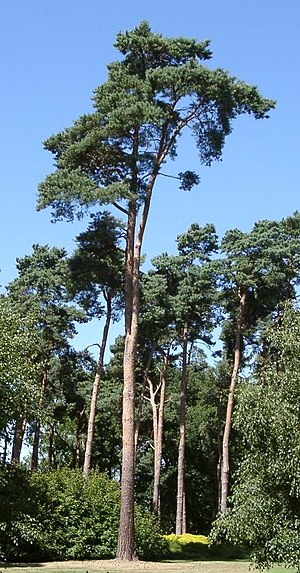 Pino Pinus sylvestris