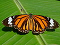 Danaus genutia