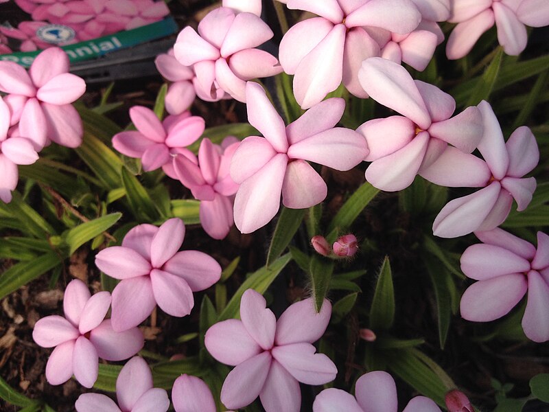 File:Rhodohypoxis baurii 'Ruth'.jpg