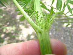 Tagetes minuta leaf3 base (16189170360).jpg