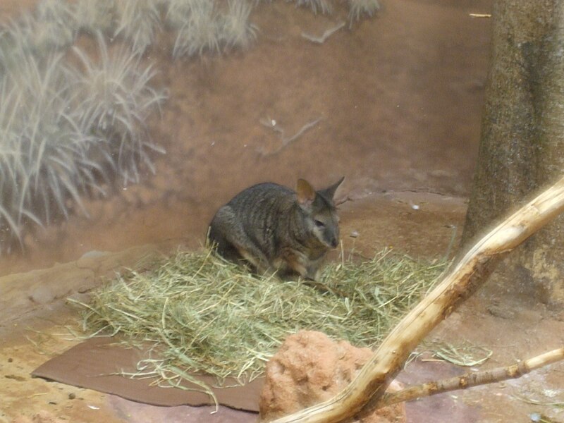 File:Tammar wallaby, Buffalo Zoo 2008-11-15.jpg