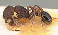 Tetramorium guineense