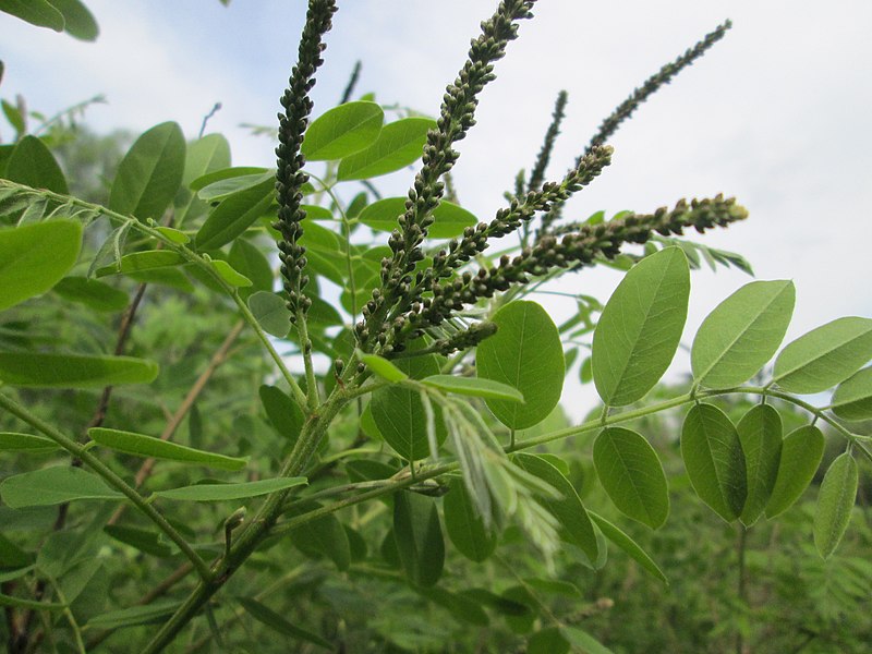 File:20180515Amorpha fruticosa3.jpg