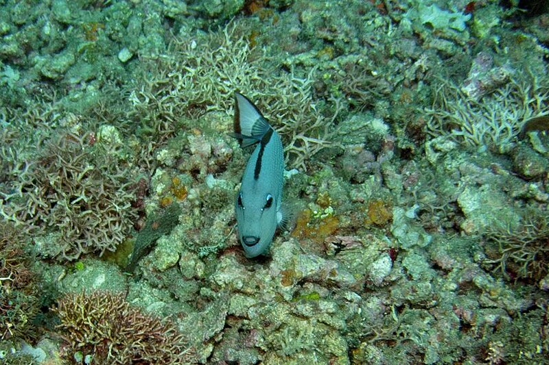 File:32-EastTimor-Dive1 Bus-Stop 19 (Trigger Fish)-APiazza.JPG