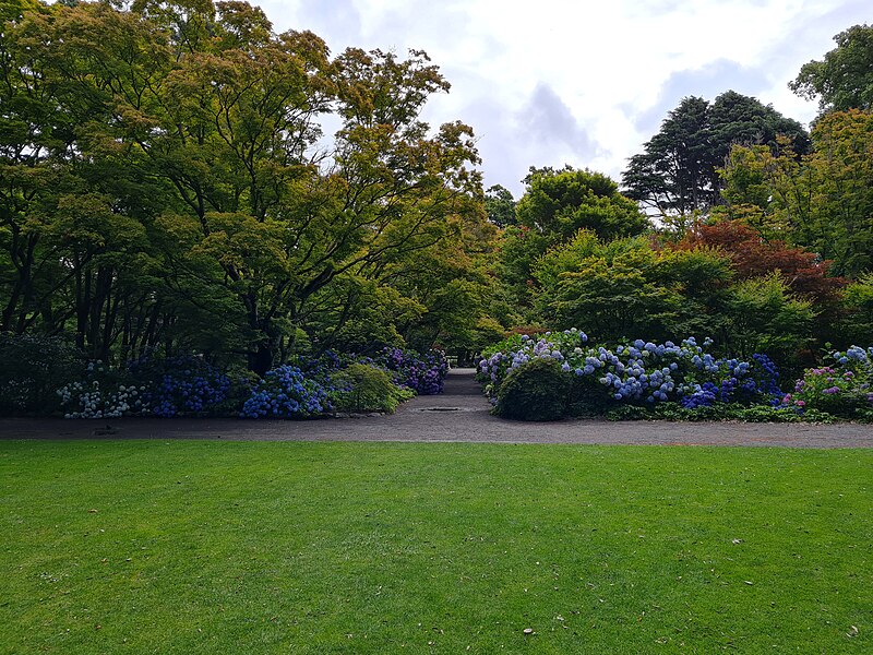 File:Maple Border, Hagley Park.jpg