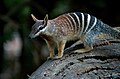 Numbat, no zoo de Perth