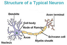 典型的神经元结构