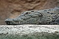 "Nile_crocodile_head.jpg" by User:Jamaican college grad