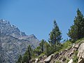 Cupressus torulosa (Himalayan Cypress)