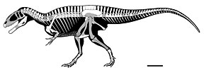 Reconstrução esquelética de Carcharodontosaurus saharicus