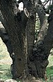 'Cedars of God', Lebanon