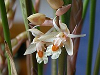 Coelogyne sulphurea