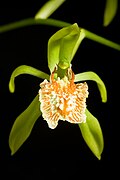 Coelogyne zurowetzii