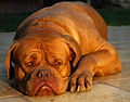 Dogue de bordeaux. Máscara marrom