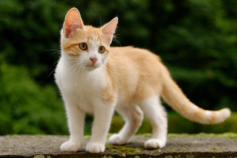 File:Golden tabby and white kitten n01.jpg