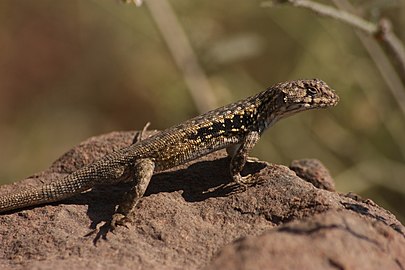 Jeune Liolaemus monticola au sanctuaire naturel Yerba Loca, 2016