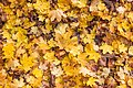 * Nomination Fallen leaves at the carpark on Paulaweg, Pörtschach, Carinthia, Austria --Johann Jaritz 01:55, 23 October 2024 (UTC) * Promotion  Support Good quality. --Plozessor 03:23, 23 October 2024 (UTC)  Support It seems that something went wrong with QIbot, so I support it again to make this image promoted --Екатерина Борисова 17:13, 3 November 2024 (UTC)  Comment There was nothing unusual with QICbot, just a tiny syntax error that is not accepted by the bot. I hope that I fixed it. --Robert Flogaus-Faust 23:35, 3 November 2024 (UTC)