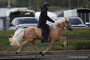 Palomino mit Äpfelung