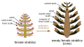 Anatomy of a Scots pine (Pinus sylvestris) female strobilus.