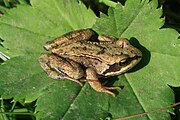 Rana arvalis or Rana temporaria