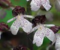 Orchis purpurea am Blassenberg (Großkochberg)