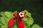 Mussaenda erythrophylla в Китаї