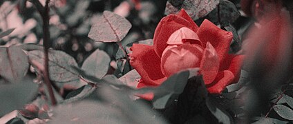 A Cinematic Rose in Two-Strip Technicolor.jpg