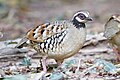 Bar-backed partridge