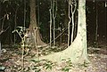 A. actinophyllum y A. trifoliolatum en el Parque Nacional Toonumbar, New South Wales, Australia