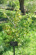 Aristotelia chilensis - Jardín Botánico de Barcelona - Barcelona, Spain - DSC09274.JPG