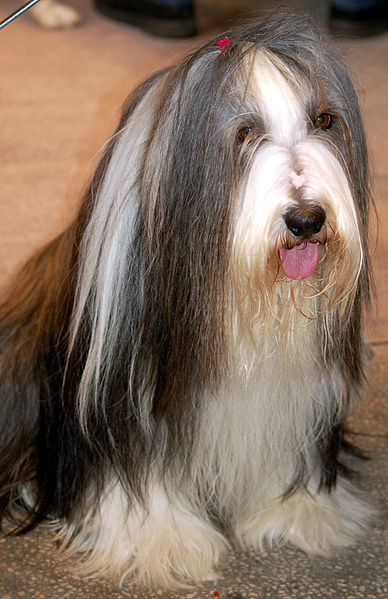 File:Bearded collie 71.jpg