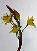 Coelogyne prolifera