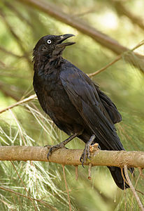 Australian raven, by JJ Harrison