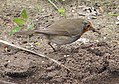 Erithacus rubecula with earthworm