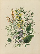 Fanny Anne Charsley Daviesia ulicina, Hardenbergia monophylla, Kennedya monophylla, Acacia oxycedrus, Clematis microphylla, Leptospermum laevigatum.jpg