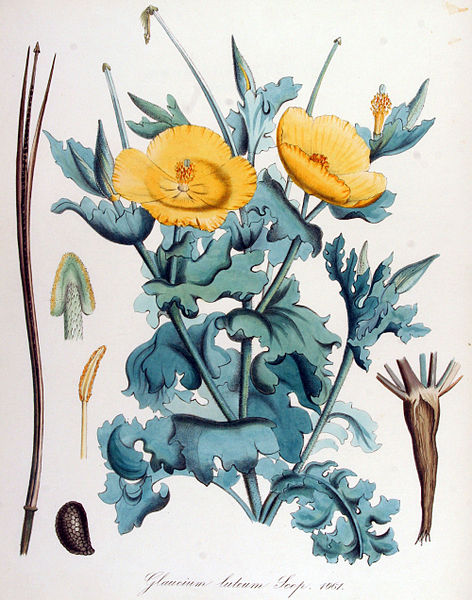 File:Glaucium luteum — Flora Batava — Volume v14.jpg