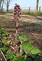 Белокопытник (Petasites hybridus)