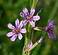 Kyprej Lythrum californicum (kyprejovité)