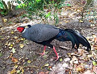 Siamese fireback in captivity - Florida, USA