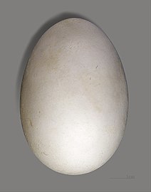 Œuf de Puffin fouquet (coll.MHNT)