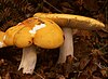 Russula claroflava