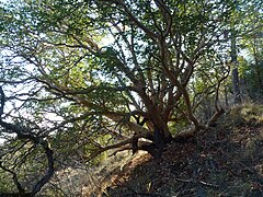 Madrone on Roxy Ann Peak