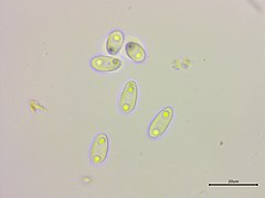 Spores biguttulées.