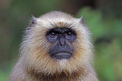 Southern plains grey langur