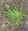 Tijmereprijs (Veronica serpyllifolia)