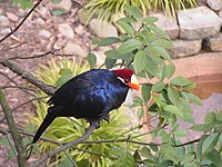 At Atlanta Zoo, Georgia, US